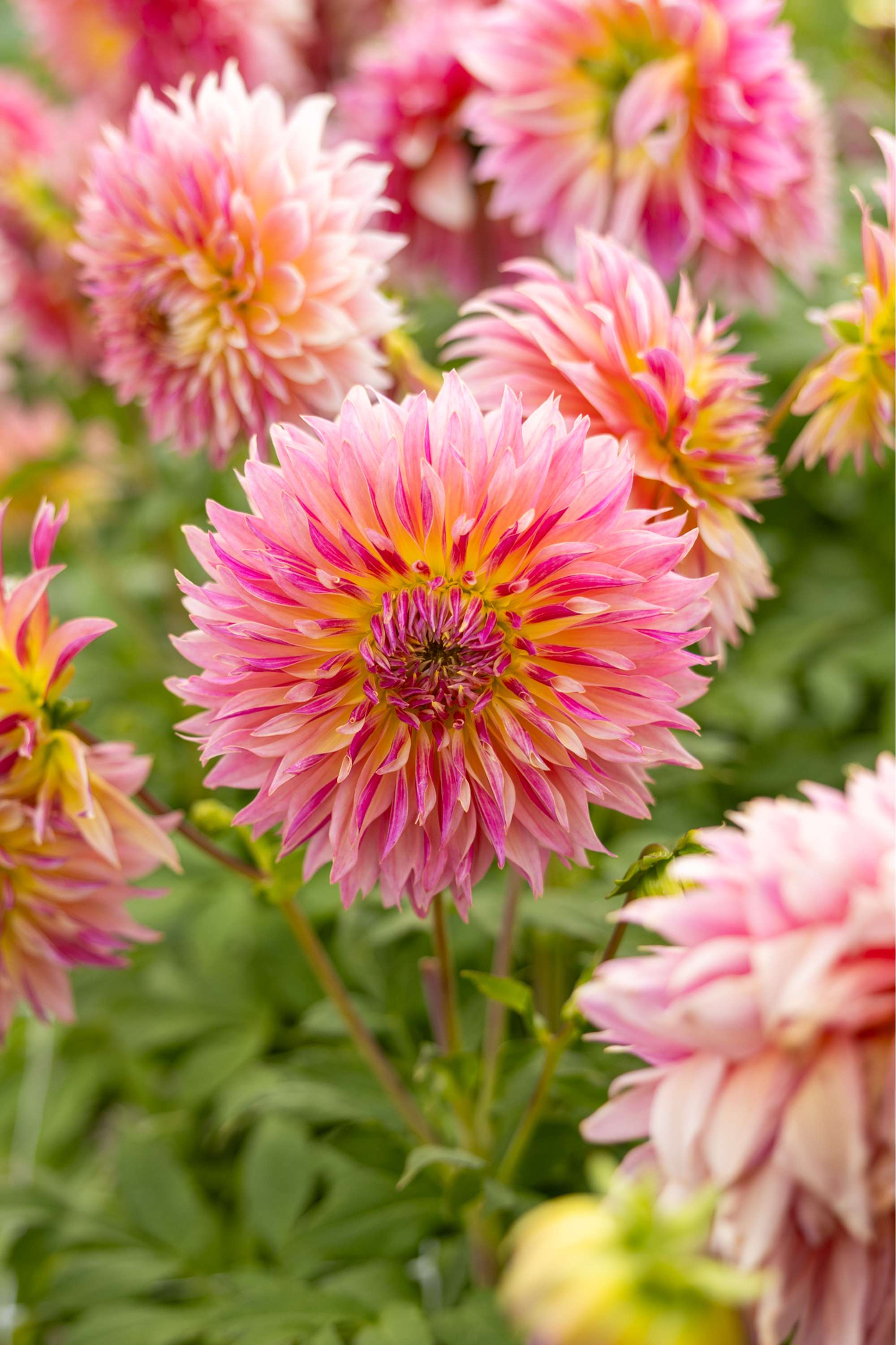 Dahlia 'Tompoes'